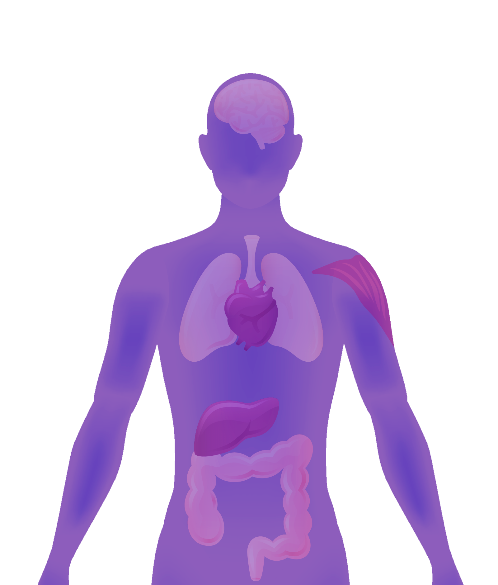 Illustration of organs in the body
